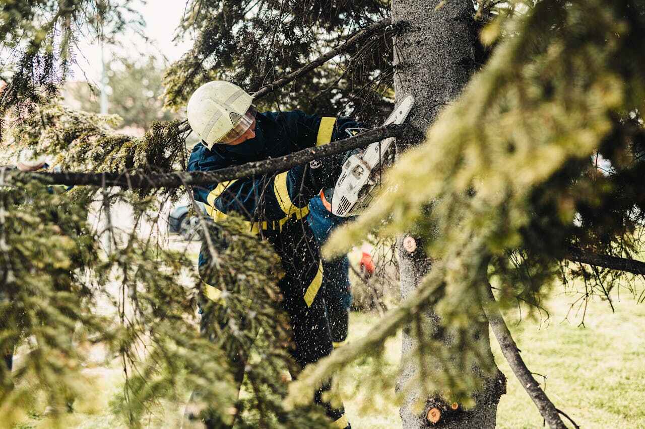 Tree Removal for Businesses in Newton, TX